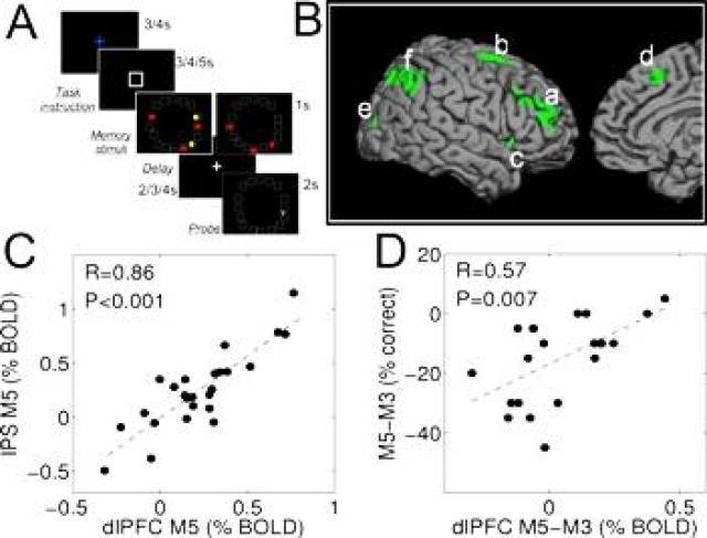 Àrees cerebrals que s'activen significativament en les parts de la tasca que inclouen un component de memòria visual. Aquestes àrees inclouen: a) escorça prefrontal dorsolateral; b) gir frontal superior; c) gir frontal inferior; d) gir frontal superior medial; e) escorça visual i f) sulc intraparietal.