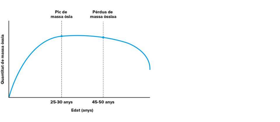 Representació gràfica de l’adquisició del “pic” de massa òssia i pèrdua posterior al llarg de la vida.