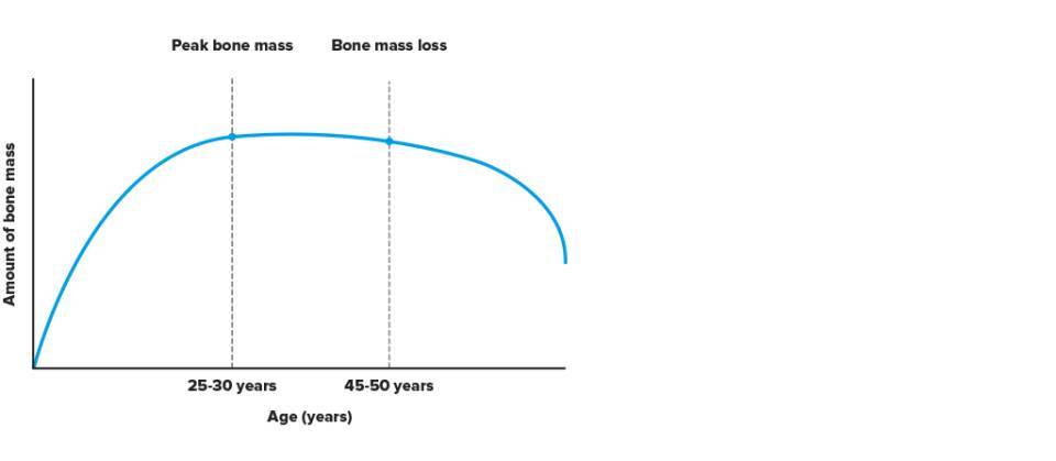 Graph of peak bone mass acquisition and subsequent loss during a human lifetime.