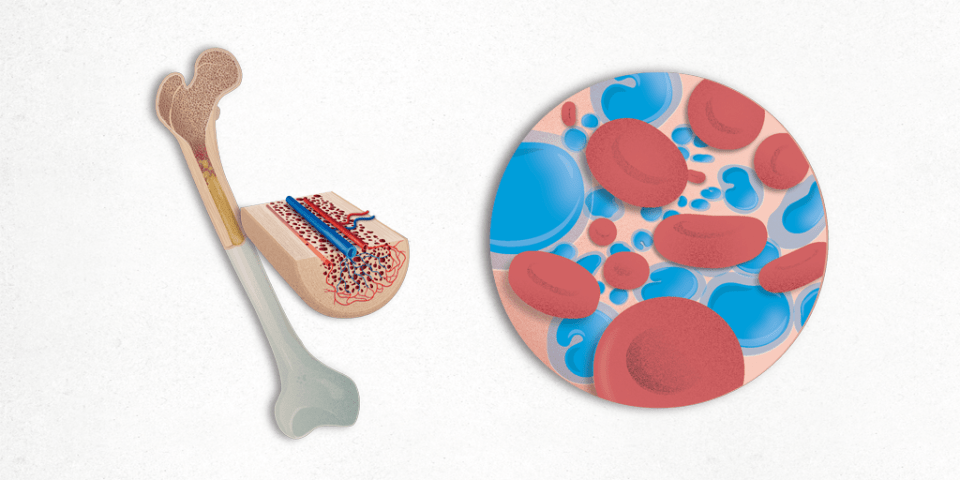 Bone, marrow, enlarging cells within the bone