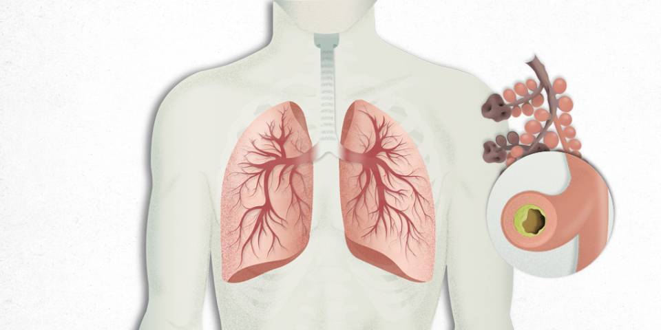 lungs illustration