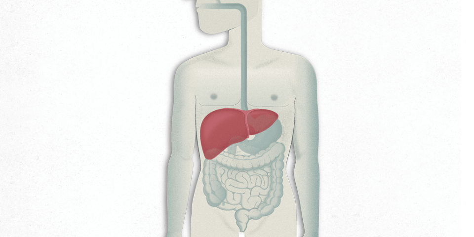 Human figure semitransparent with the area of the Liver in red color