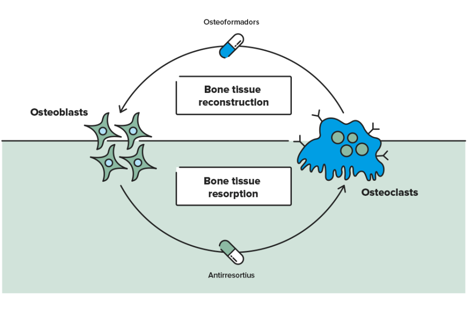 . What is bone remodelling