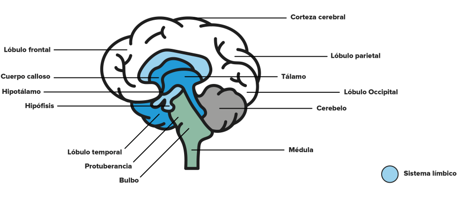 Partes del Sistema Nervioso Central