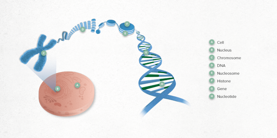 Cancer is a genetic disease