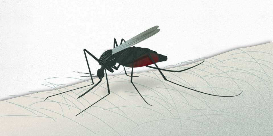 malaria