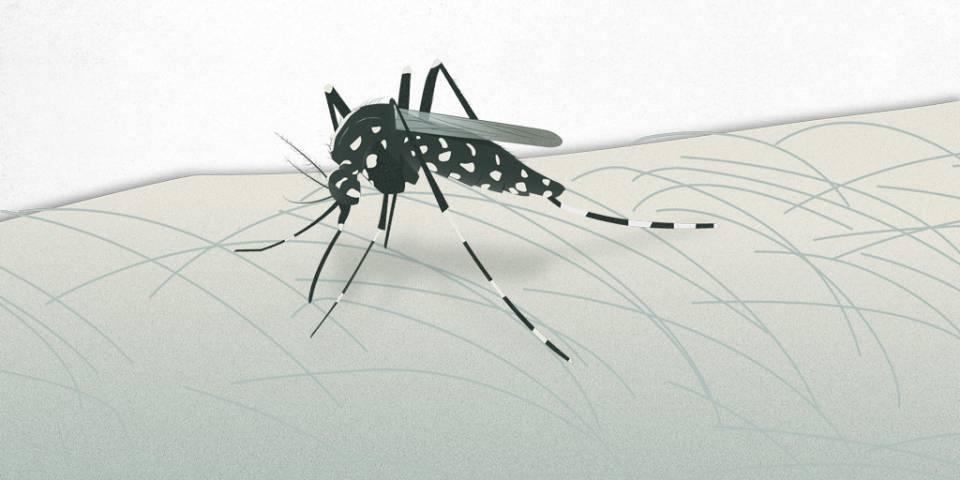 Mosguito transmisor del virus chikunguña s
