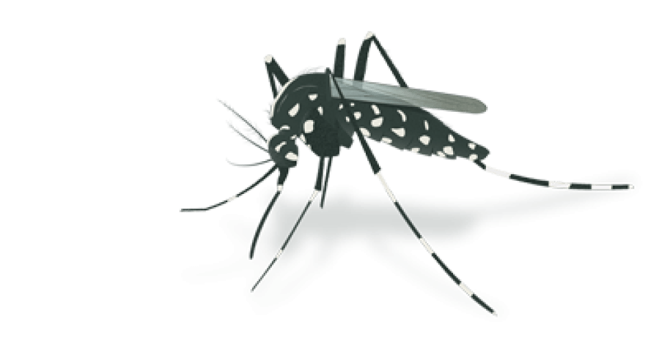 mosquito tigra transmisor del Dengue