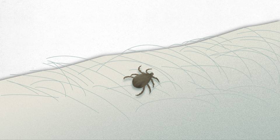 rickettsiosis