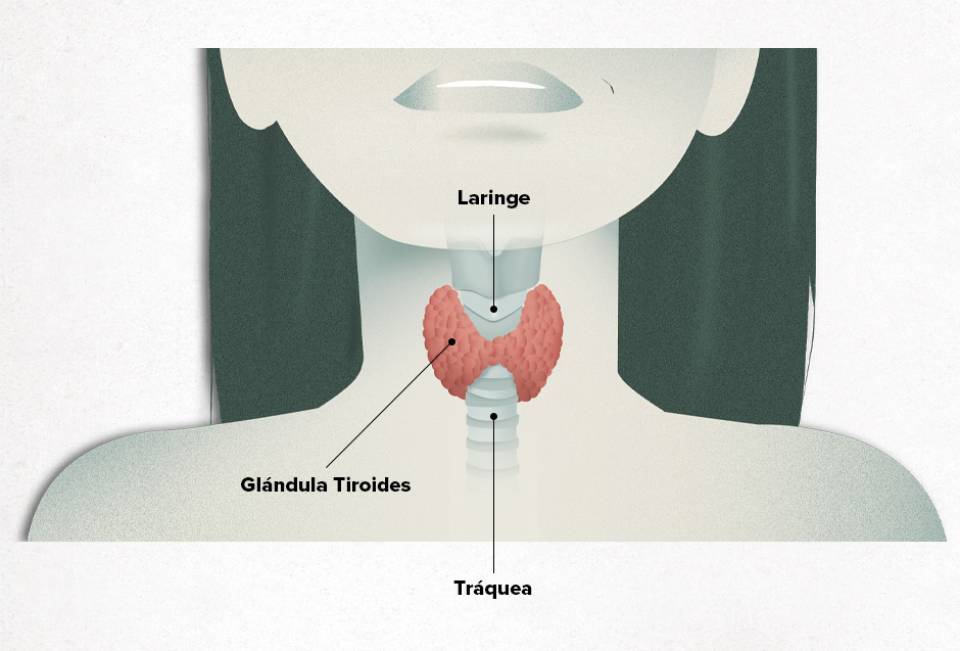 Enfermedades del tiroides. Hipotiroidismo. Hipertiroidismo