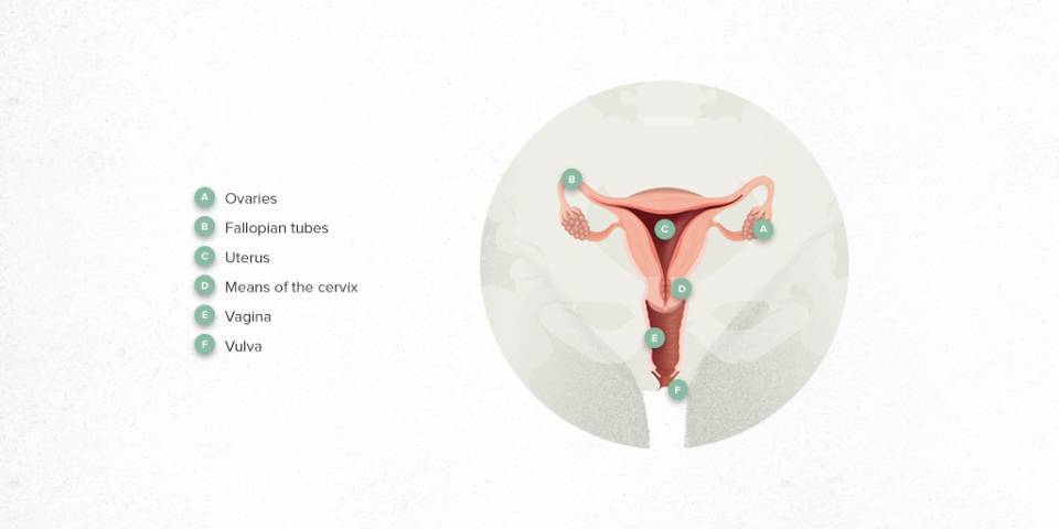 Anatomical image of the uterus