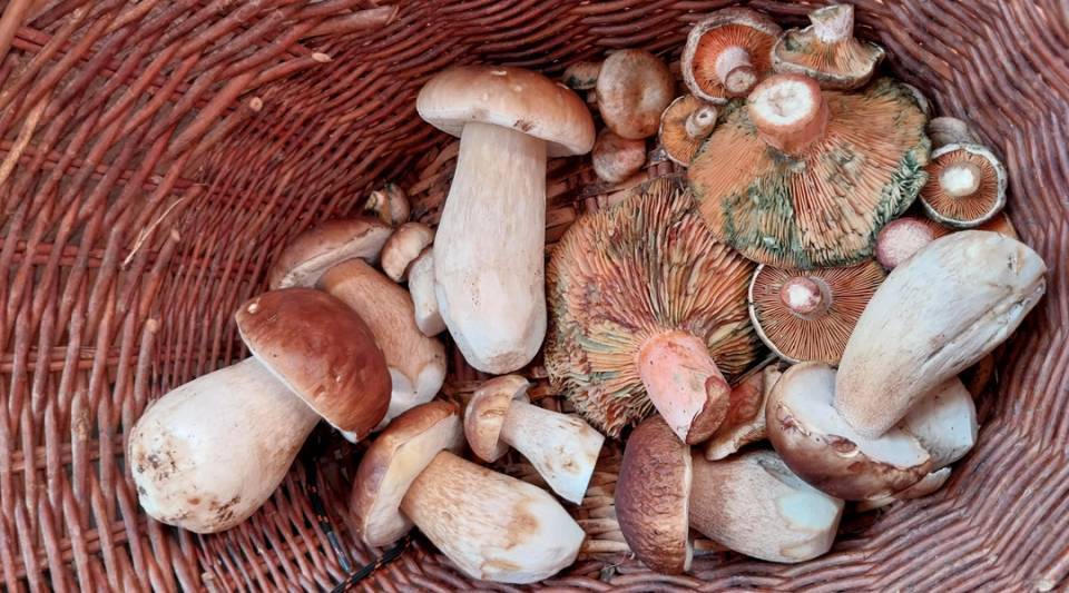 mushrooms security guidelines