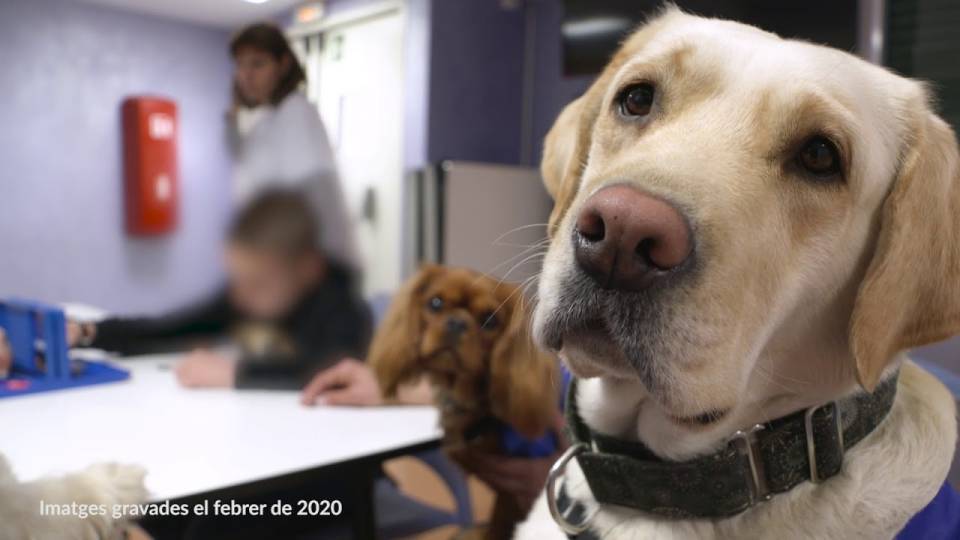 La terapia con perros
