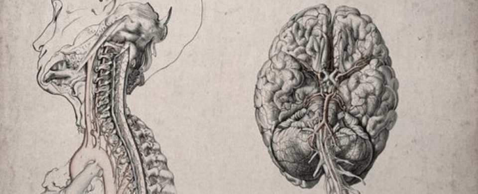 How to strengthen your brain through the enhancement of cognitive reserve