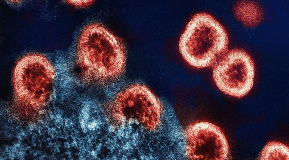 Autoimmune Diseases: The Enemy Within