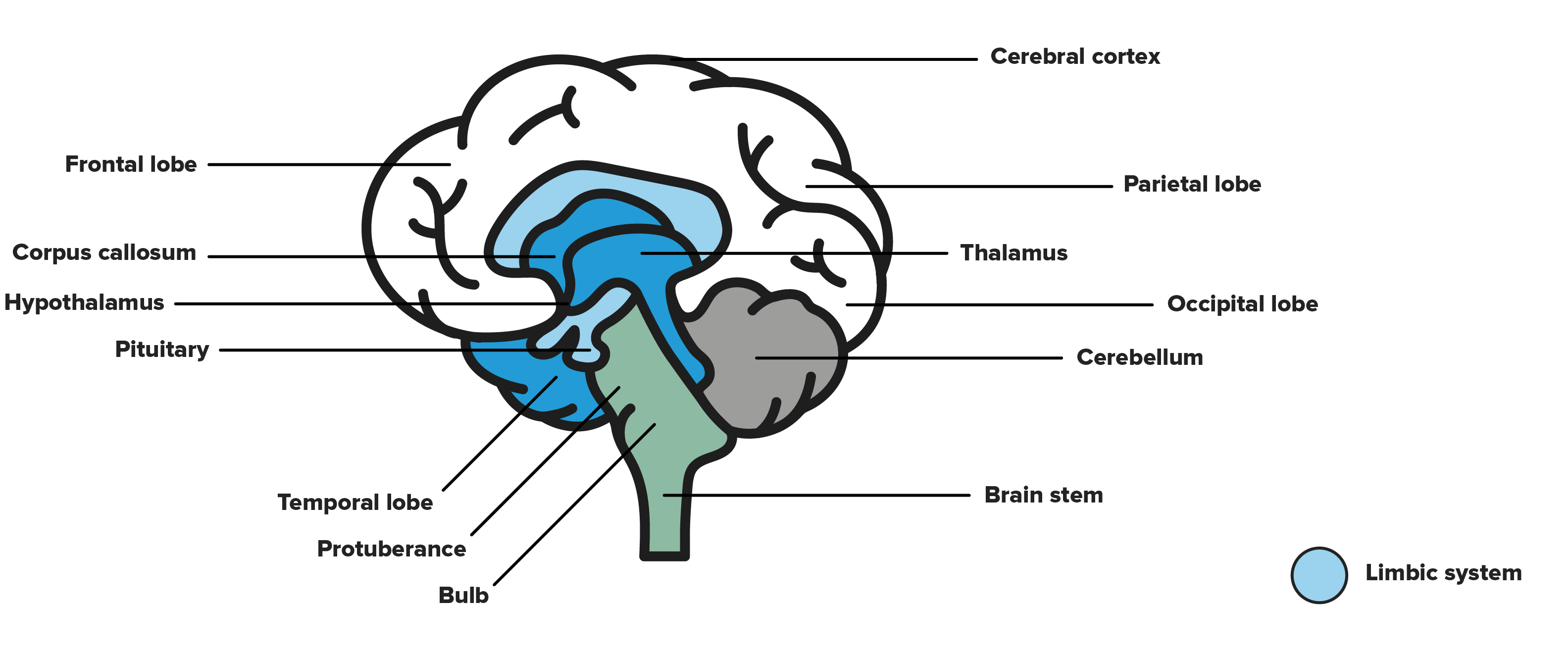 The Biological Factors Of Bipolar Disorder