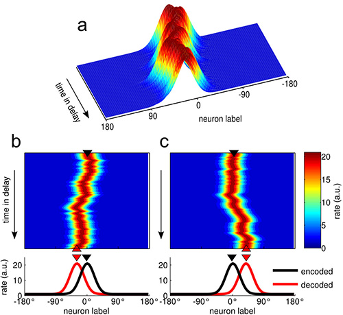 Brain activity explains loss of short-term memory | Hospital Clínic