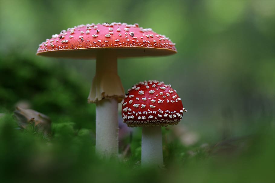 Toxicidad de las muscarias